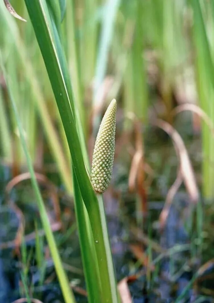 АИР обыкновенный - Acorus Calamus. АИР болотный (Acorus Calamus). АИР обыкновенный корневища. АИР обыкновенный (а. болотный) - Acorus Calamus..