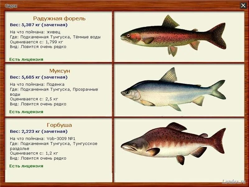 Форель радужная русская рыба. Горбуша (oncorhynchus gorbuscha). Горбуша консервированная бжу. Ценовая таблица красных рыб. Горбуша детям с какого возраста.