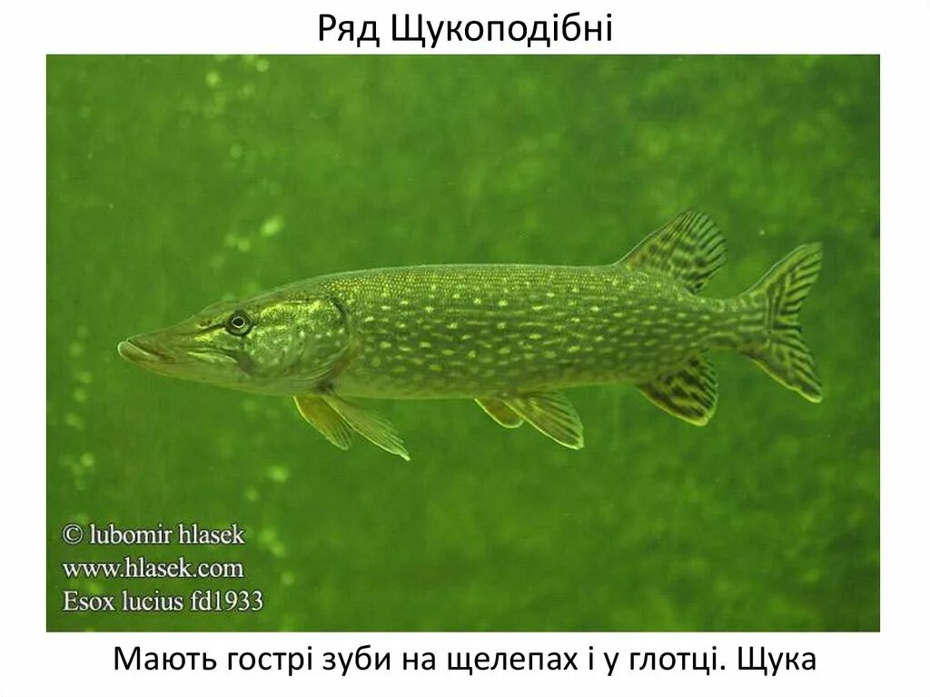 Тип симметрии щуки