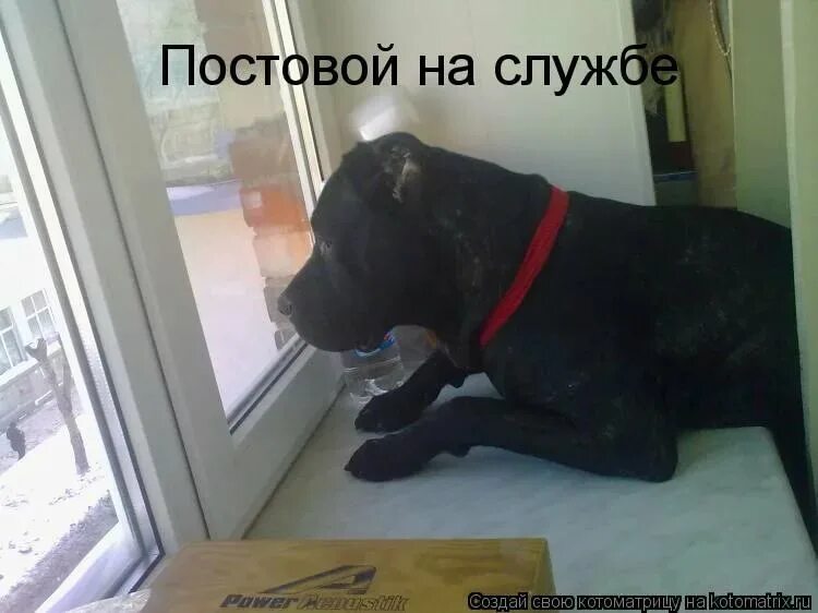 Фото с надписями человек. Прикольные надписи про собак. Приколы с собаками до слез с надписями. Юмор собаки надписи. Щенки с надписями смешные до слез.