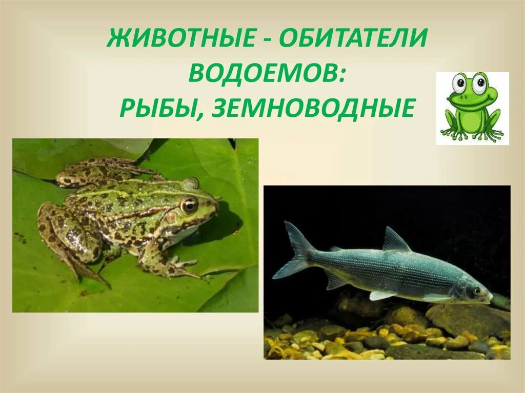 Обитатели водоемов 2 класс. Земноводные рыбы. Обитатели водоемов презентация. Обитатели водоемов для детей. Обитатели пруда рыбы.