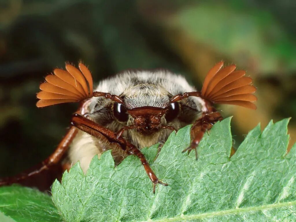 May bug