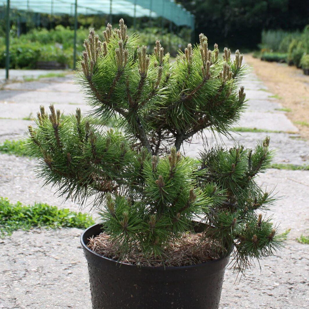 Сосна нигра описание. Pinus nigra. Сосна черная Грин рокет. Pinus nigra 'Helga'. Сосна Pinus nigra.