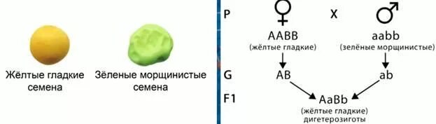 Желтый гладкий горох скрестили. Горох Менделя. AABB AABB скрещивание. Дигибридное скрещивание. Желтый и зеленый горох Мендель.