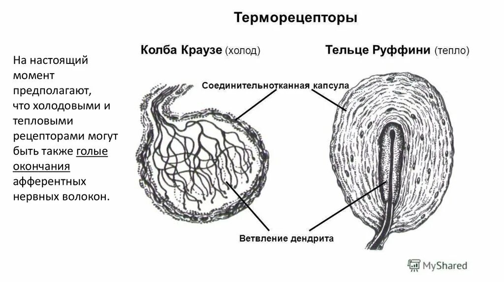 Температурные рецепторы. Холодовые рецепторы кожи. Холодовые и тепловые рецепторы кожи. Температурные рецепторы. Тельца руффини тепловые рецепторы.