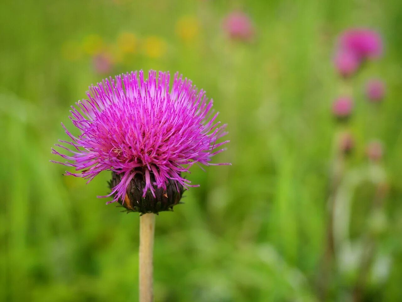 Бодяк полевой (Cirsium arvense). Осот розовый Бодяк полевой. Бодяк полевой (осот). Бодяк розовый.