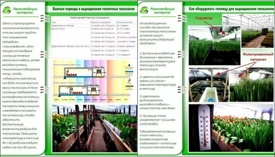 При какой температуре хранить тюльпаны для продажи. График выгонки тюльпанов. Выгонка тюльпанов температурный режим. Доращивание луковиц тюльпанов. Таблица охлаждения тюльпанов для выгонки по сортам.