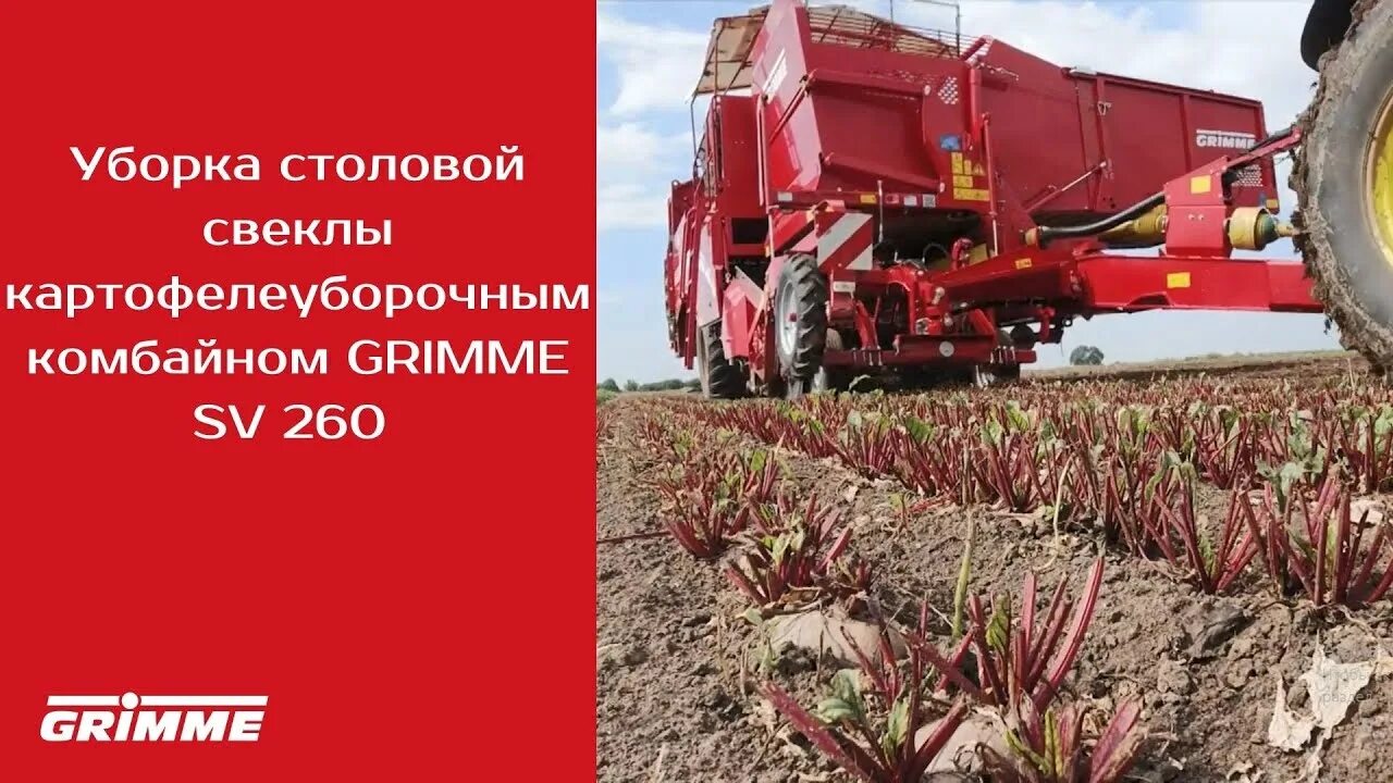 Уборка кормовой свеклы. Свеклоуборочный комбайн гримме. Свекла. Комбайн для уборки свеклы. Комбайн для сахарной свеклы.