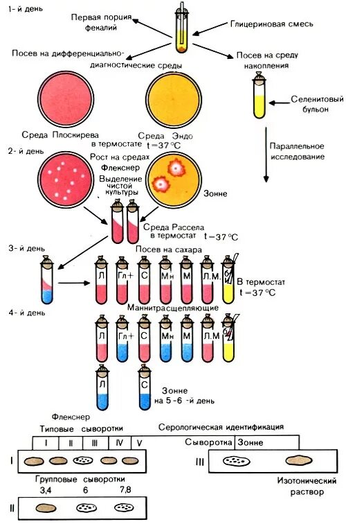 Схема выделения шигелл. Схема бактериологического исследования при дизентерии. Схема лабораторной диагностики сальмонелл. Схема лабораторной диагностики шигеллезов. 2 этап бактериологического метода