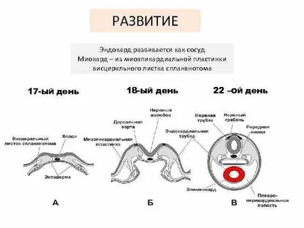 Источники эмбрионального развития