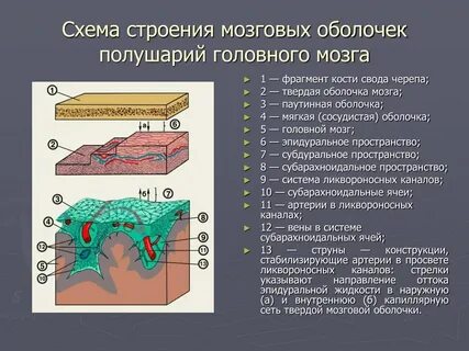 Твердая мягкая паутинная