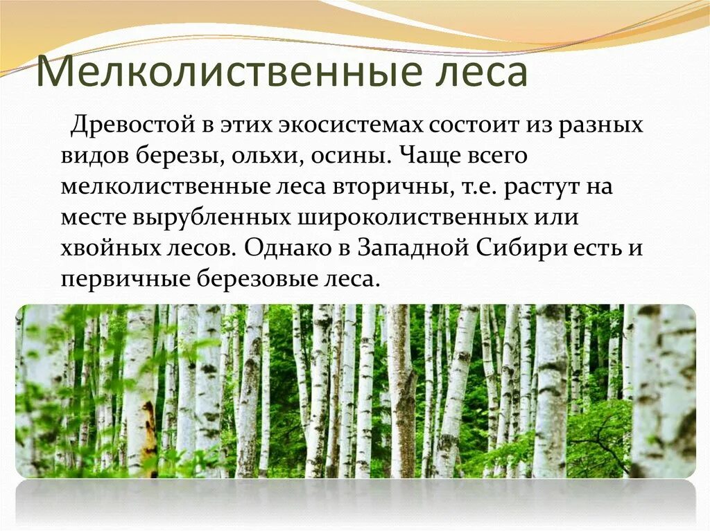 Описание широколиственных лесов по плану. Хвойные широколиственные мелколиственные. Смешанных и мелколиственных лесов растения. Характеристика мелколиственных лесов. Мелколиственные леса растительный мир.