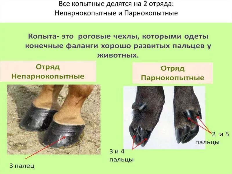 Парнокопытные и непарнокопытные отличия таблица с примерами zachem-loshadi-kopyta-magija-biologii Лошади