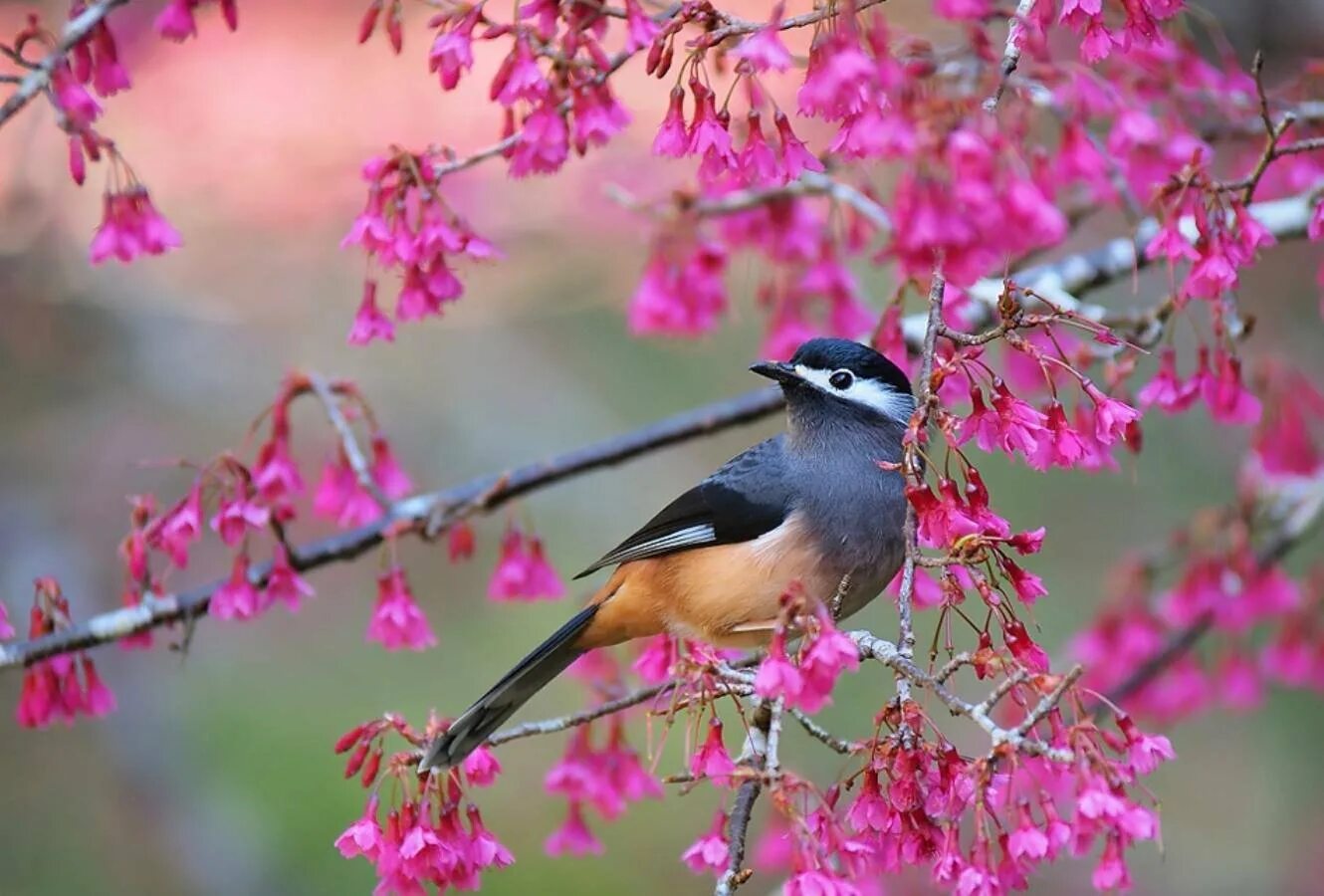 Весной веселой пели птицы. Красивые птицы. Весенние птички. Птицы весной.