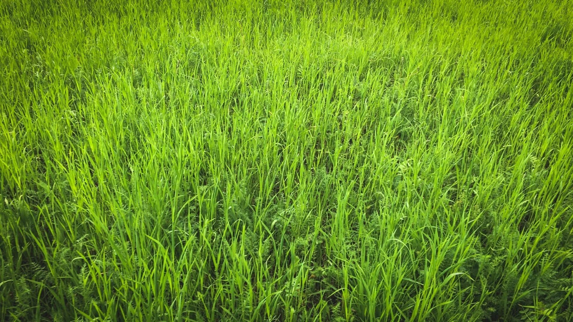 О какой траве идет речь. В чистом поле.... Запретные травы. Максимальная высота газонной травы. Газон какие травы.
