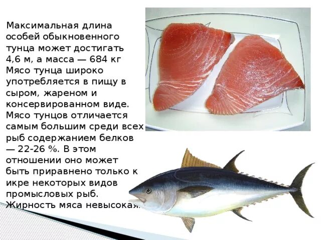 Рыба является мясом. Тунец рыба. Тунец описание рыбы. Рыба семейства тунцовых. Тунцы Промысловая рыба.