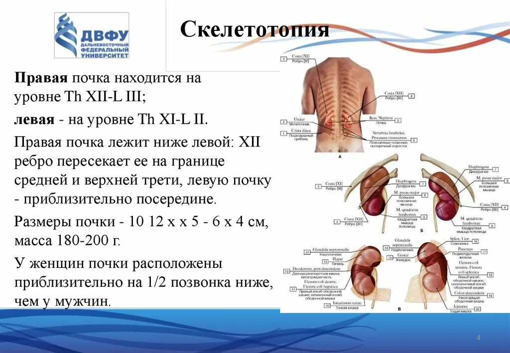 Почему левое больше правого. Топография почки скелетотопия. Топография почек на скелете. Расположение почек вид спереди. Верхняя граница почек расположена.