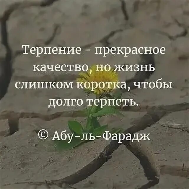 Аир болотный корень. Корень тот же что и в слове. Корни учения горьки но плоды сладки. Терпеливый корень. Корень в слове терпеливый.