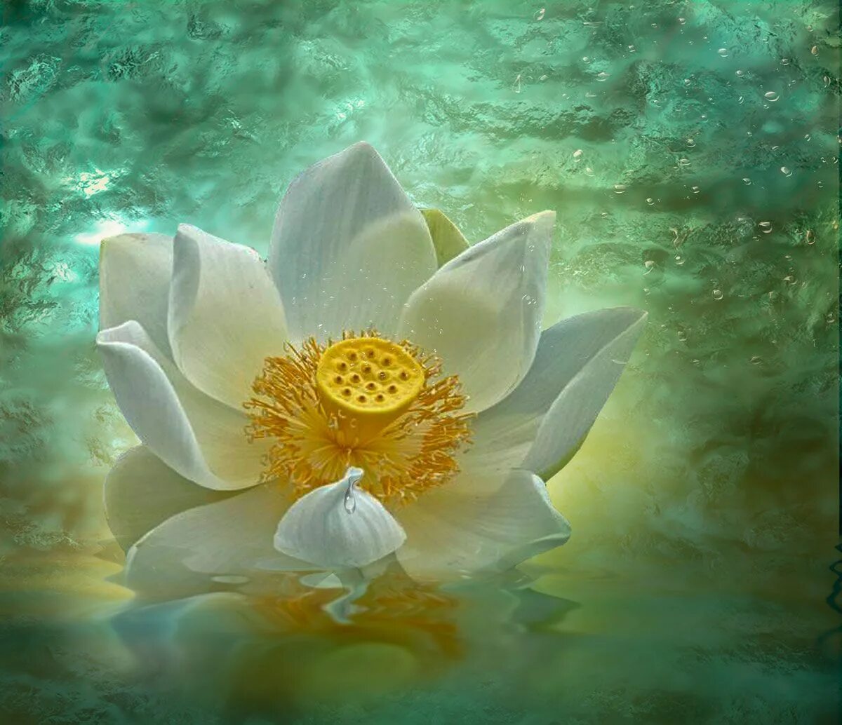 Загадочный лотос. Лотос цветок Будды. Цветок лотоса медитация АЛЛАТРА. Лотос ведический. Белый Лотос полотно.