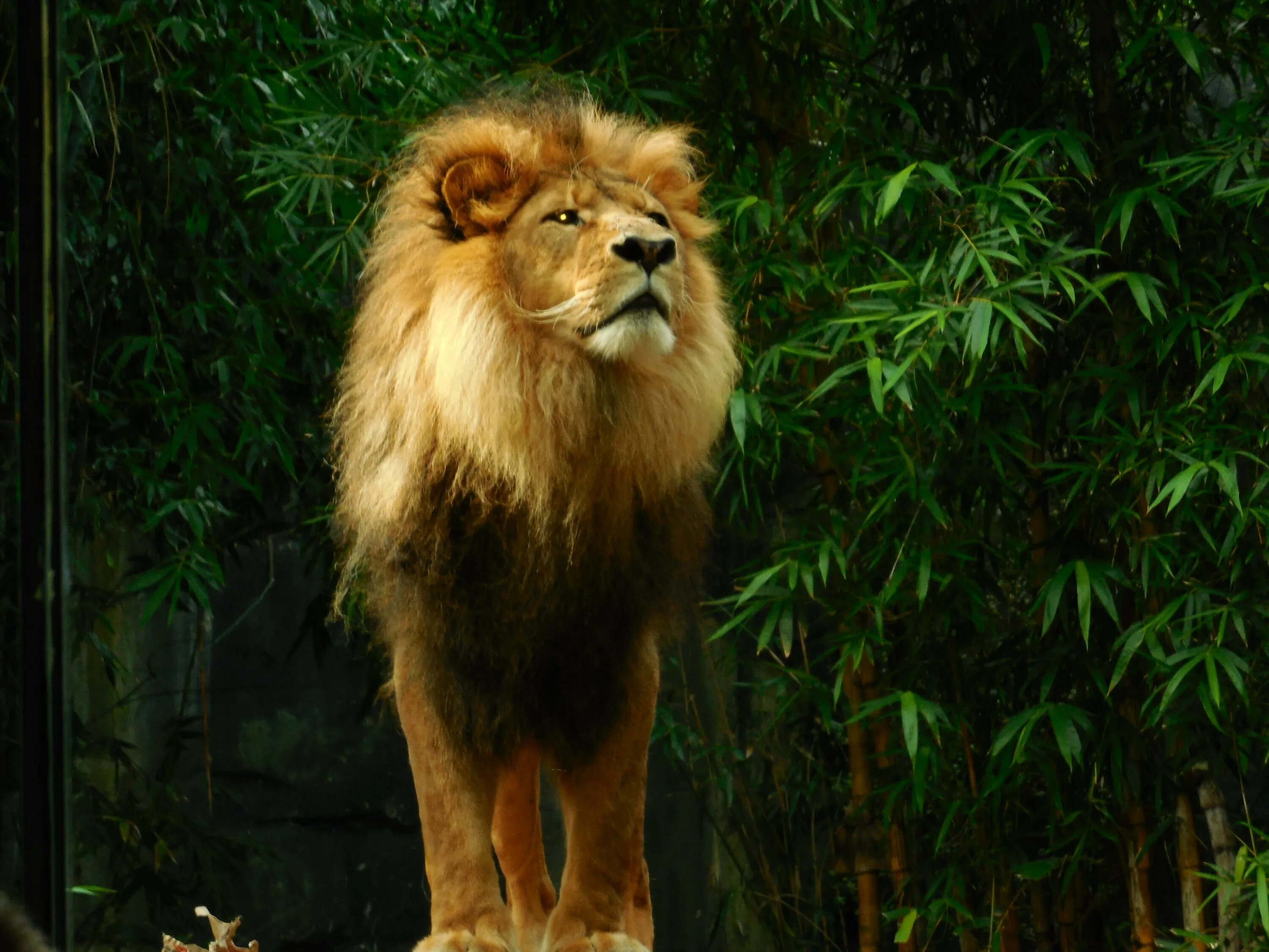 In the jungle lion. Лев Король зверей. Лев царь зверей. Лев фото. Королевский Лев.