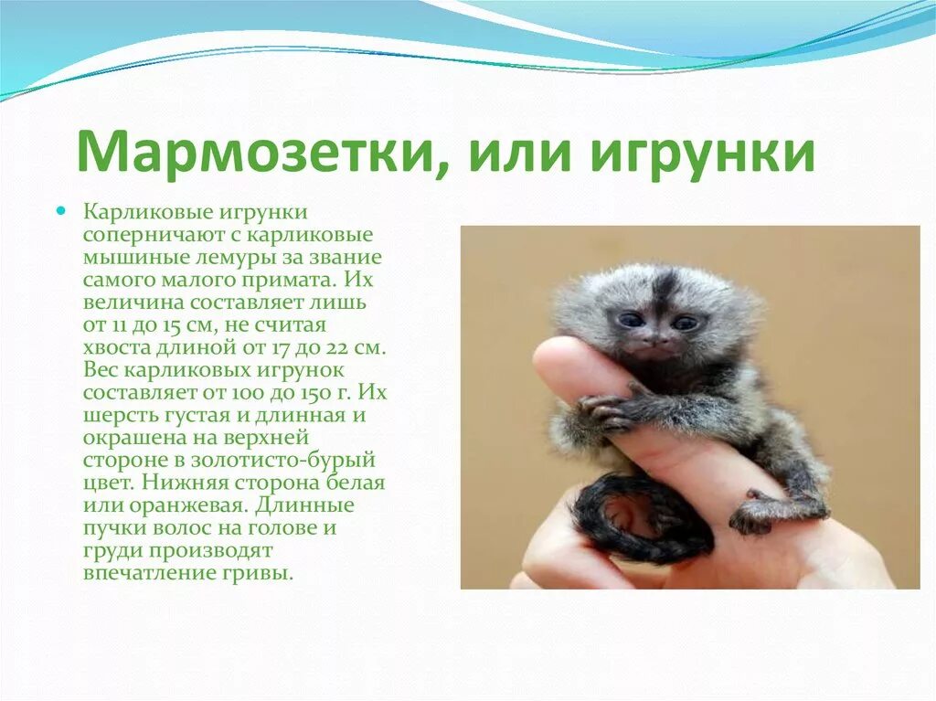 Как отличить карликового