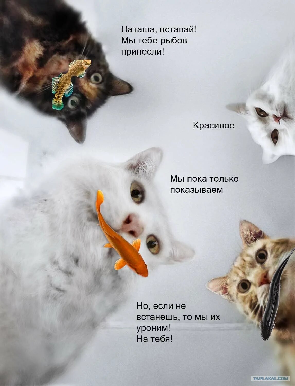 Мем с котиками и рыбой. Коты мемы про рыбу. Красивое мемы коты. Мемы с котами и рыбами.