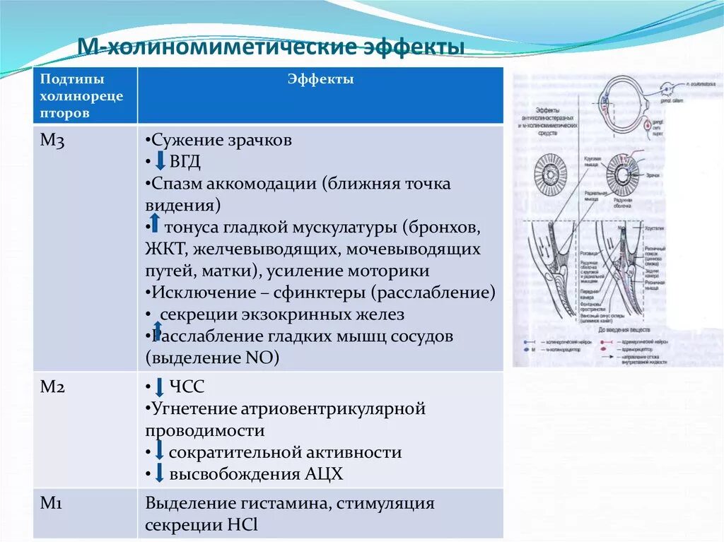 К группе холиноблокаторов относятся. М Н холиномиметики фармакологические эффекты. Мн холиномиметики фармакологические эффекты. М-холиномиметики основные эффекты. N-холиномиметики: основные эффекты,.