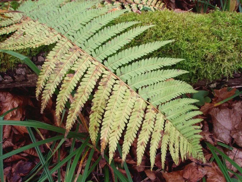 папоротник дриоптерис. папоротник страусник корневище. отдел папоротниковидные. папоротник дальневосточный фото. щитовник линнея.