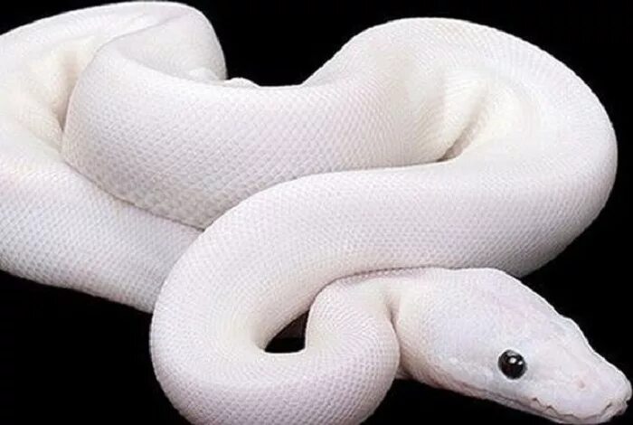 Как выглядит белая змея Toxic snowconda hognose Lystrophis pulcher Cute reptiles, Pet snake, Cute snake