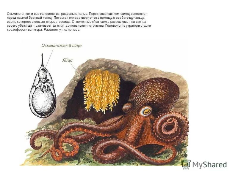 Половые органы осьминога. Головоногие половая система диморфизм. Моллюски половая система. Головоногие эпибионты. Болотная каракатица.