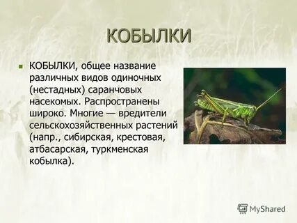 Зачем кобылка