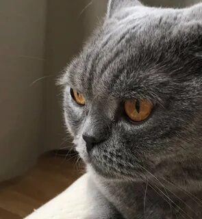 Британец кот злые