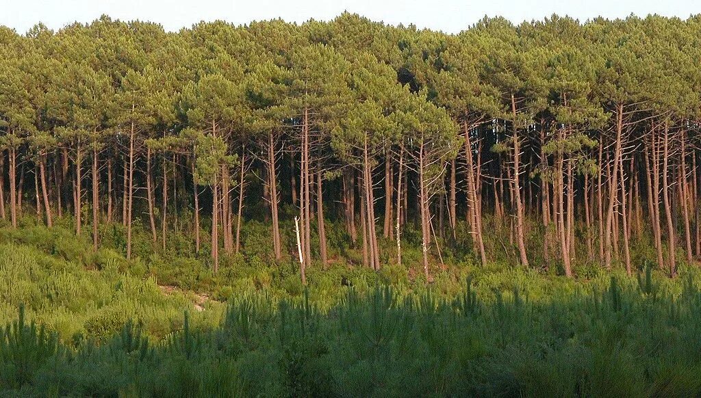 Сосновый лес Курская область. Еловый лес Курск. Сосновые леса Курская область. Новая Усмань лес.