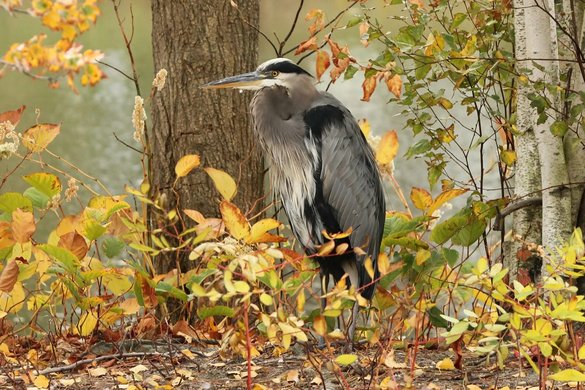 Autumn birds. Осенние птицы. Осень птицы. Птицы в осеннем лесу. Птицы осенью.