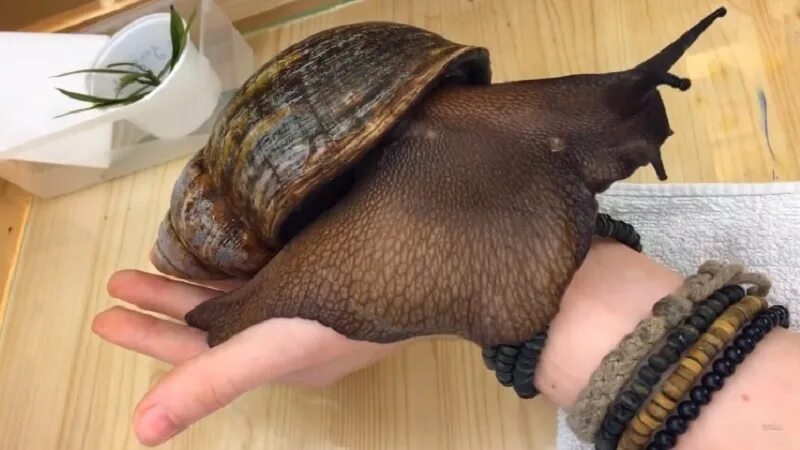 гигантские улитки ахатины. самая большая улитка ахатина в мире. гигантские улитки ахатины. гигантские улитки ахатины. самая большая улитка ахатин.