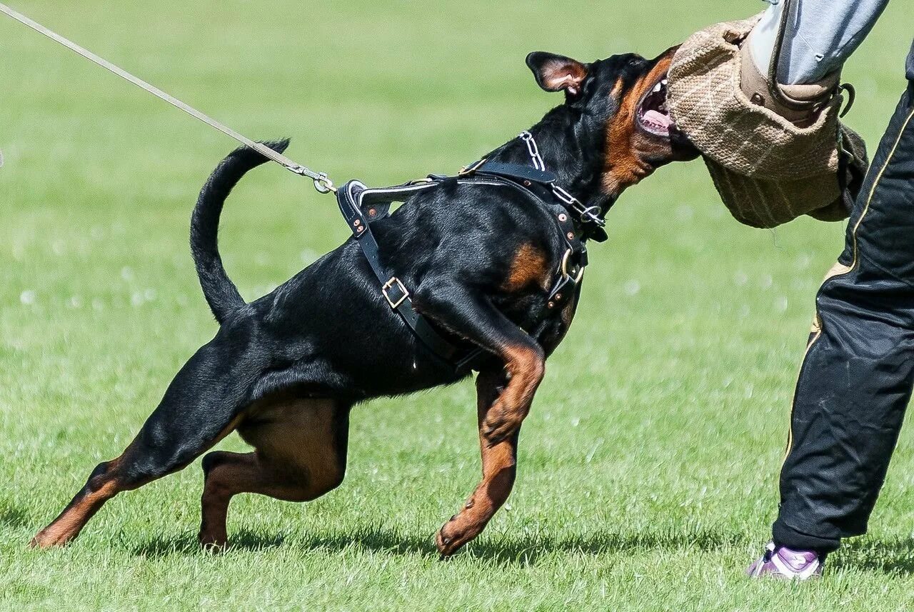 Доберман зкс. Кане корсо и доберман. Доберман раскаченный. Доберманы нападают. Боевые собаки доберман.