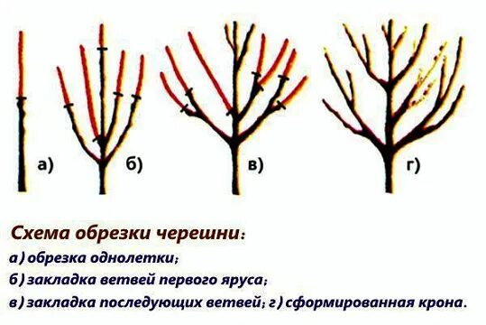 Как ухаживать за вишней. Обрезка черешни весной схема. Обрезка вишни черешни весной схема. Схема обрезки черешни летом. Обрезка саженцев черешни весной.