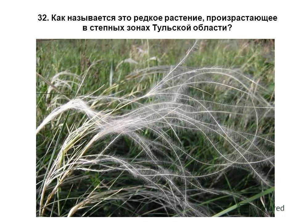 ковлю ковлю