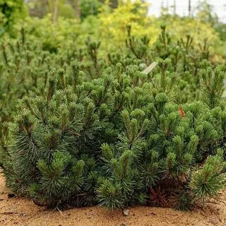 Сосна гном описание и фото