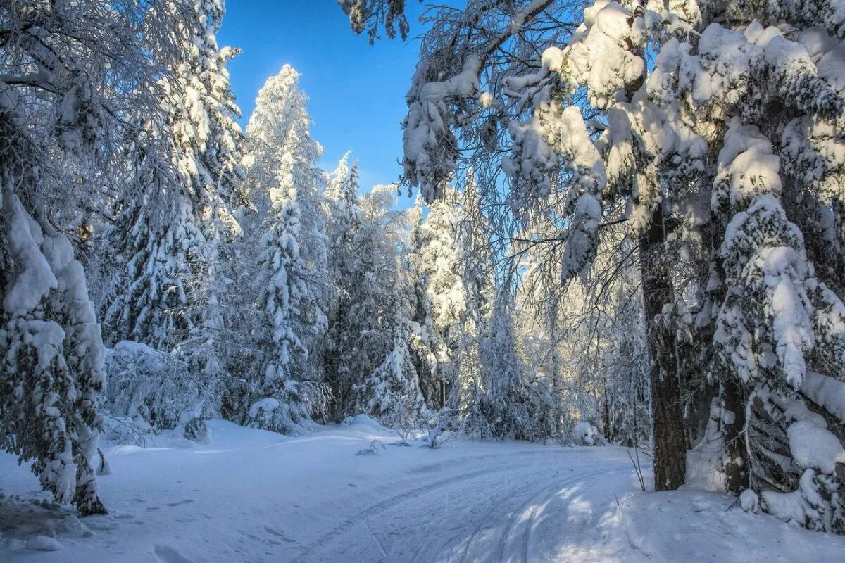 Зимние картинки. Зимний лес. Зимой в лесу. Зимние леса. Красивый зимний лес.