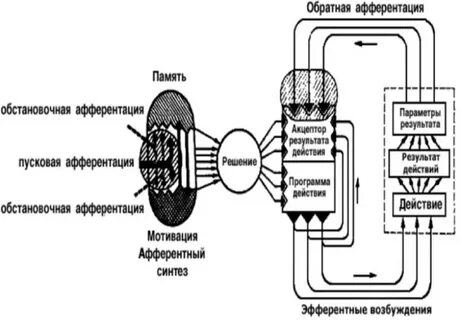 Модель функциональной системы разработал