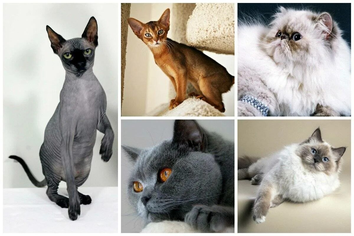 Какие породы домашних. Породы кошек. Породистые кошки. Популярные породы кошек. Самые популярные породы кошек.