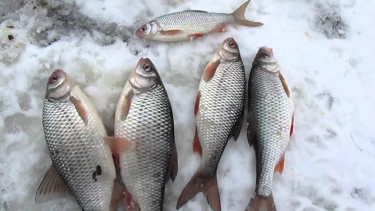 Ловля сорожки. Сорожка плотва. Чебак плотва сорога. Сорога и плотва. Чебак Колымский.