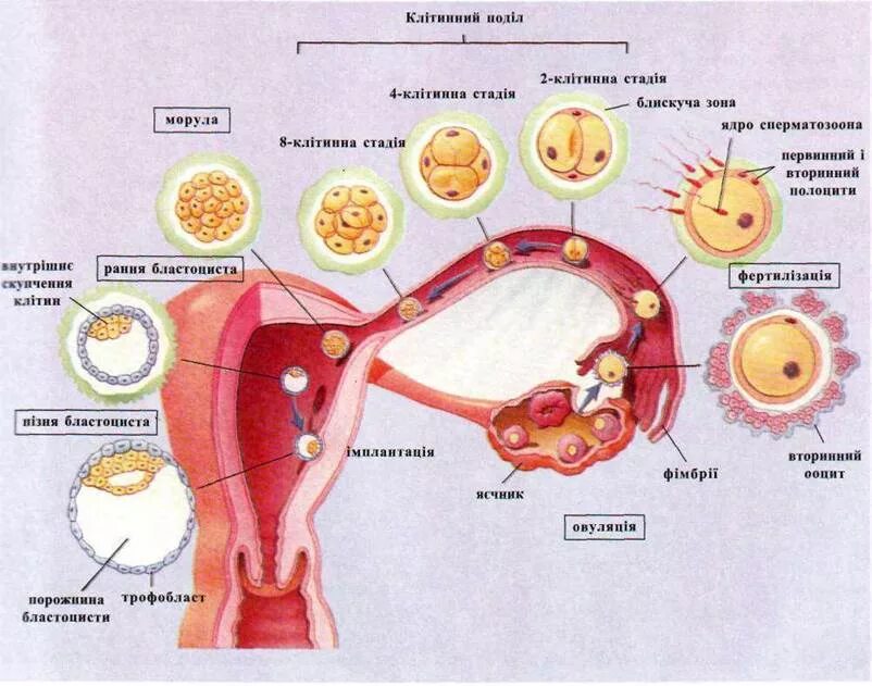 Схема процесса оплодотворения человека. Процесс оплодотворения яйцеклетки схема. Схема оплодотворения эмбриология. Процесс оплодотворения женщины схема.