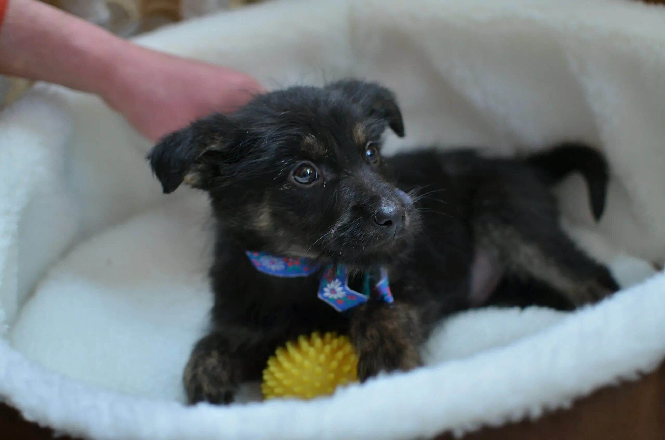 собаки в добрые руки нижний новгород. котята в добрые руки октябрьский башкортостан. добрые руки в н новгороде. добрые руки в н новгороде. щенки из питомника нижний новгород.