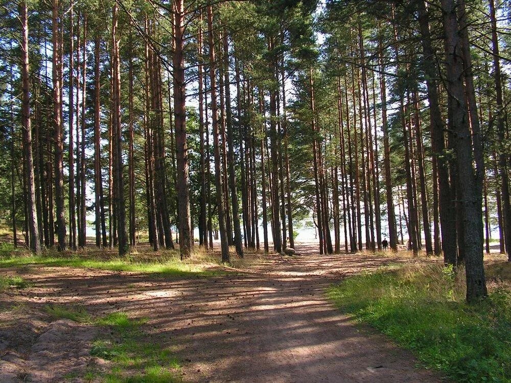 Зеленая роща екб. Погода зеленая роща. Погода зеленая роща. Погода зеленая роща. Погода зеленая роща.