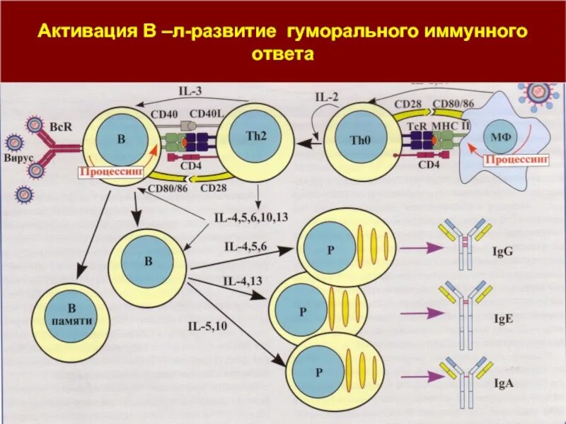 Первичный гуморальный иммунный ответ. Схема гуморального иммунного ответа. Первичный иммунный ответ схема. Первичный и вторичный иммунный ответ схема.