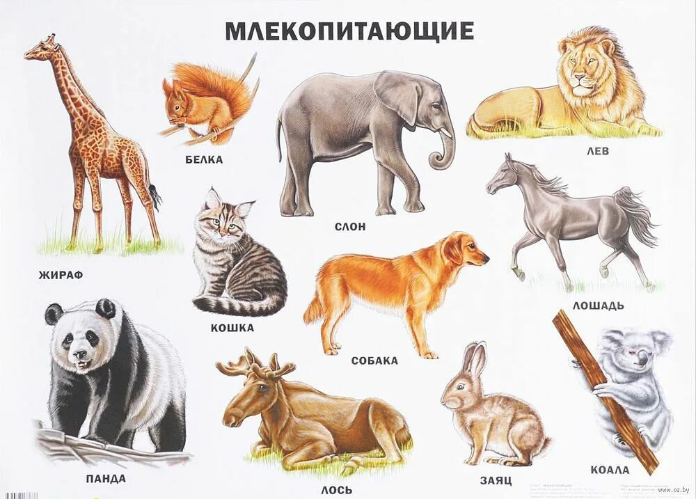 Список известных животных. Млекопитающие животные. млекопитающие звери. млекопитающие для детей. виды животных названия.