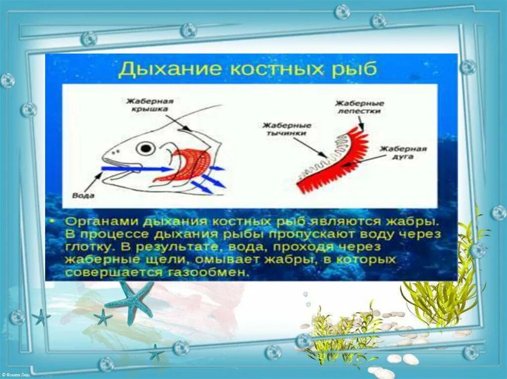 Дыхание рыб в воде. Система дыхания у рыб. Дыхательная система рыб жабры. Процесс дыхания рыб. Строение дыхания рыб.