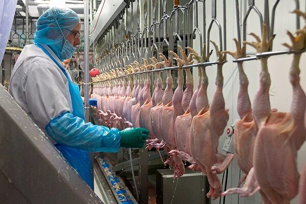Ветеринарно санитарный осмотр убойных животных. Ветсанэкспертиза мяса птицы. ветеринарно-санитарная экспертиза мяса. ветеринарно-санитарная экспертиза птицы. всэ продуктов убоя птицы.